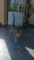 Gato ra a SRD-ViraLata idade 2 a 6 meses nome Tigrinho 
