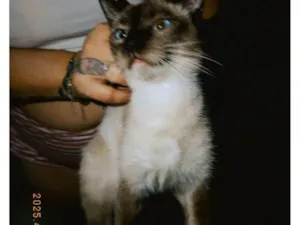 Gato ra a Siamês idade 7 a 11 meses nome Nala