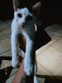 Gato ra a SRD-ViraLata idade 7 a 11 meses nome Nuvem