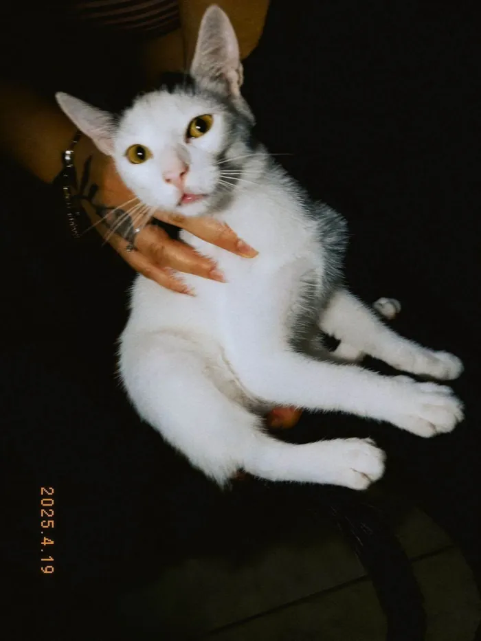 Gato ra a SRD-ViraLata idade 7 a 11 meses nome Nuvem