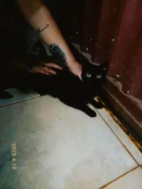 Gato ra a SRD-ViraLata idade 1 ano nome Banguela