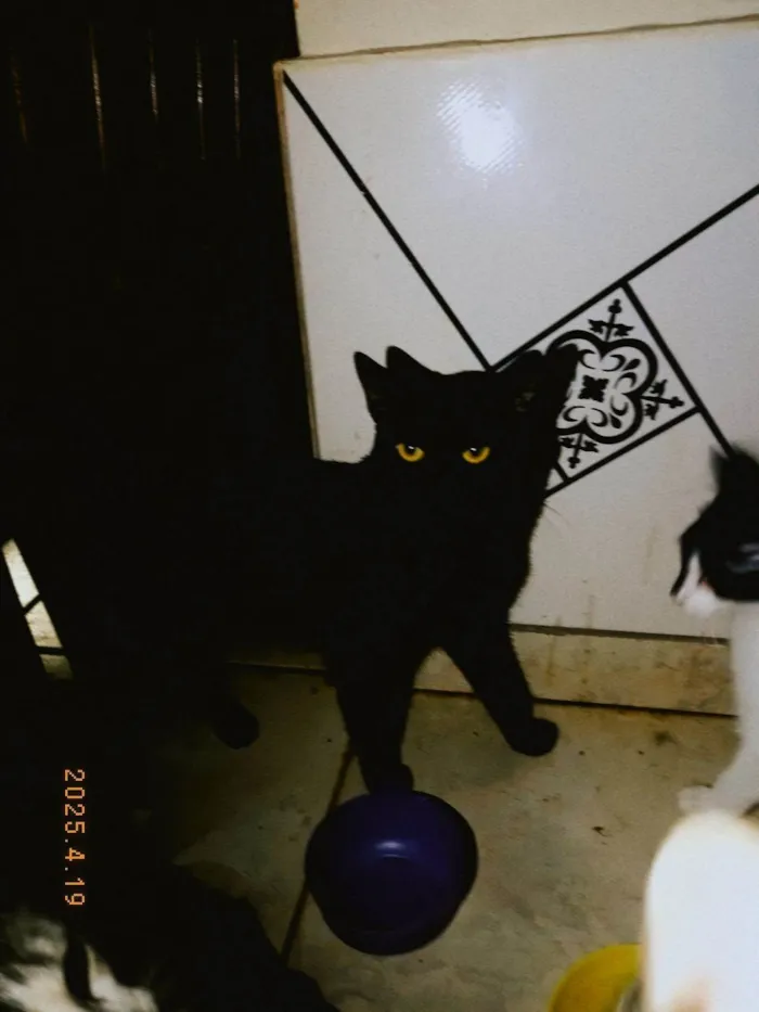 Gato ra a SRD-ViraLata idade 1 ano nome Banguela