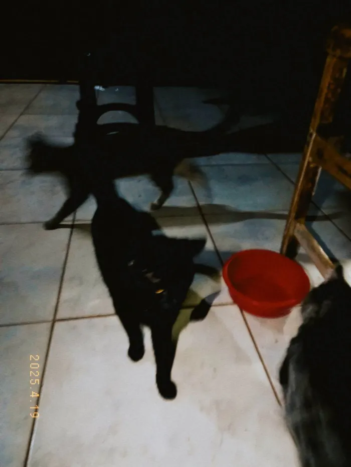 Gato ra a SRD-ViraLata idade 1 ano nome Banguela