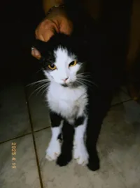 Gato ra a SRD-ViraLata idade 7 a 11 meses nome Bella