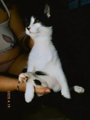 Gato ra a SRD-ViraLata idade 7 a 11 meses nome Rabin