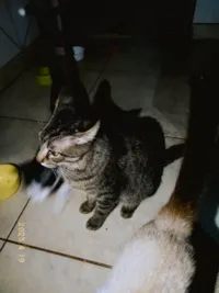 Gato ra a SRD-ViraLata idade 1 ano nome Puff