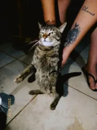 Gato ra a SRD-ViraLata idade 1 ano nome Muff