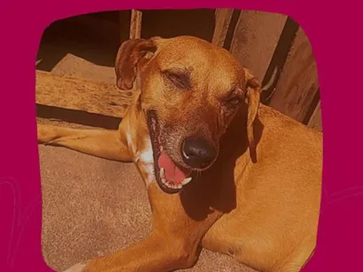 Cachorro raça SRD-ViraLata idade 2 anos nome Frida 