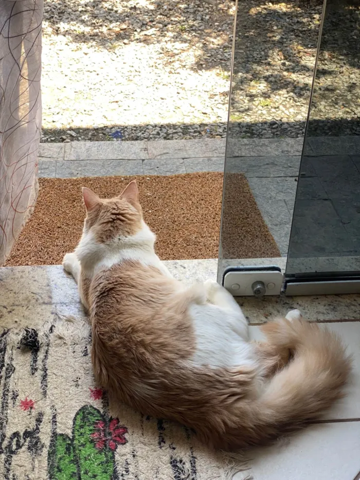 Gato ra a Angorá idade 2 a 6 meses nome Tom