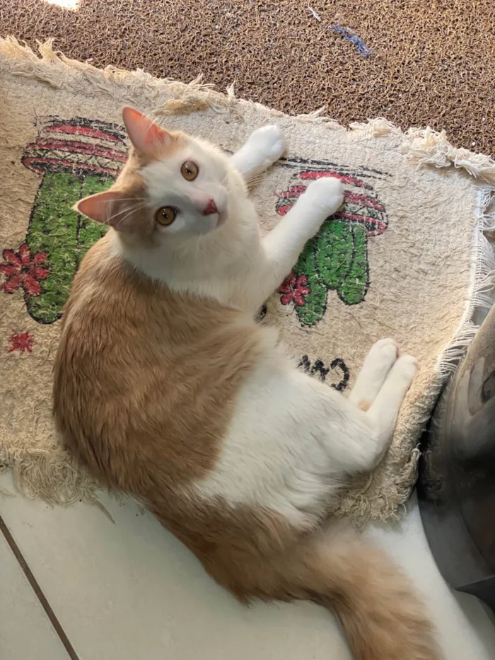 Gato ra a Angorá idade 2 a 6 meses nome Tom