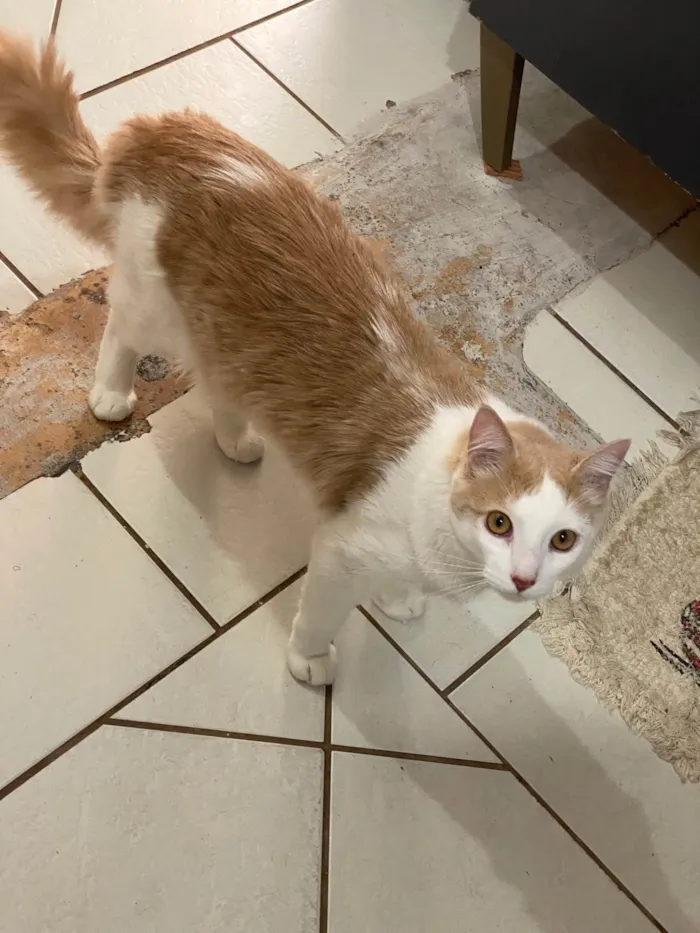 Gato ra a Angorá idade 2 a 6 meses nome Tom