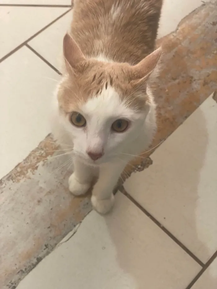 Gato ra a Angorá idade 2 a 6 meses nome Tom