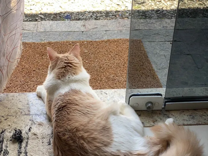 Gato ra a Angorá idade 2 a 6 meses nome Tom