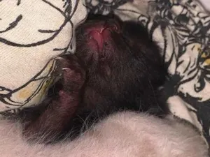 Gato raça SRD-ViraLata idade Abaixo de 2 meses nome Pretinho(a) e branquinho(a)