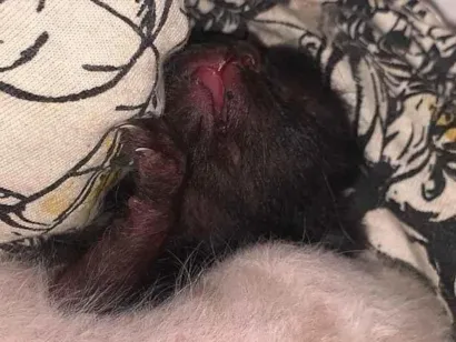 Gato raça SRD-ViraLata idade Abaixo de 2 meses nome Pretinho(a) e branquinho(a)