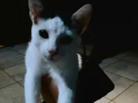 Gato raça SRD-ViraLata idade 7 a 11 meses nome Nuvem