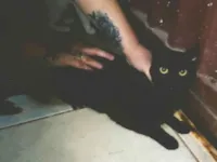 Gato ra a SRD-ViraLata idade 1 ano nome Banguela