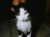 Gato raça SRD-ViraLata idade 7 a 11 meses nome Bella