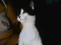 Gato raça SRD-ViraLata idade 7 a 11 meses nome Rabin