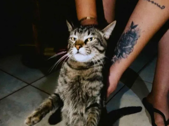 Gato raça SRD-ViraLata idade 1 ano nome Muff