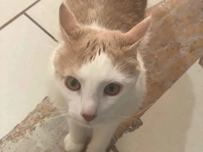 Gato ra a Angorá idade 2 a 6 meses nome Tom