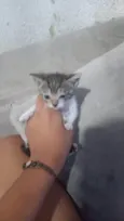 Gato ra a SRD-ViraLata idade Abaixo de 2 meses nome OVNI