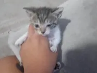 Gato raça SRD-ViraLata idade Abaixo de 2 meses nome OVNI