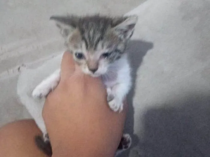 Gato ra a SRD-ViraLata idade Abaixo de 2 meses nome OVNI