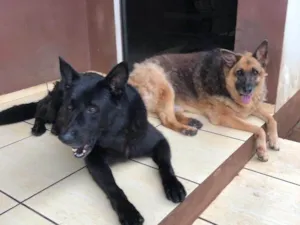 Cachorro raça Pastor Alemão idade 6 ou mais anos nome Negão e lessi