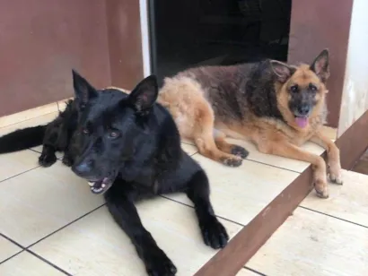 Cachorro raça Pastor Alemão idade 6 ou mais anos nome Negão e lessi