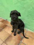 Cachorro ra a SRD-ViraLata idade 2 a 6 meses nome Cadu