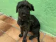 Cachorro ra a SRD-ViraLata idade 2 a 6 meses nome Cadu