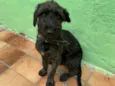 Cachorro ra a SRD-ViraLata idade 2 a 6 meses nome Cadu