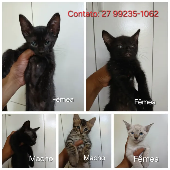 Gato ra a SRD-ViraLata idade 2 a 6 meses nome Gatinhos 