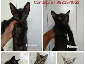 Gato ra a SRD-ViraLata idade 2 a 6 meses nome Gatinhos 