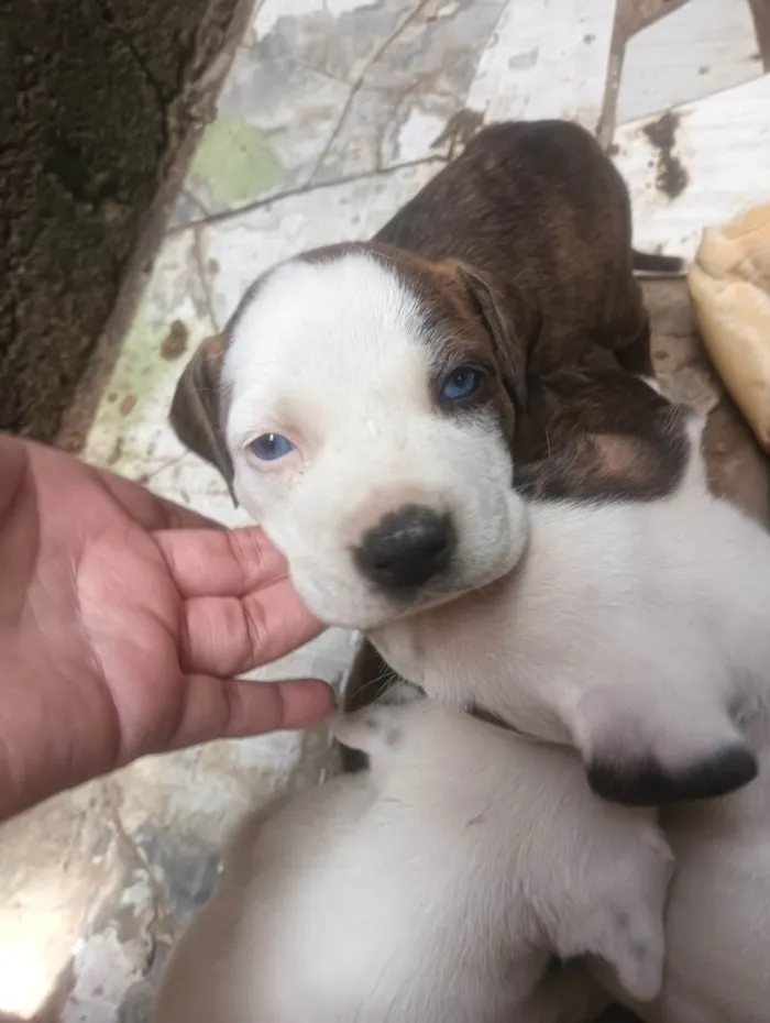 Cachorro ra a Pit-Bull idade Abaixo de 2 meses nome Filhote de Pit Bull 
