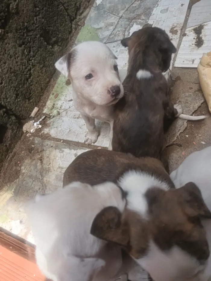 Cachorro ra a Pit-Bull idade Abaixo de 2 meses nome Filhote de Pit Bull 