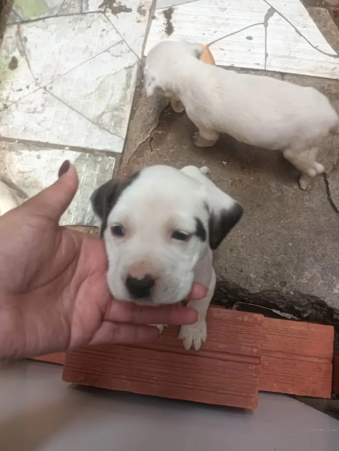 Cachorro ra a Pit-Bull idade Abaixo de 2 meses nome Filhote de Pit Bull 