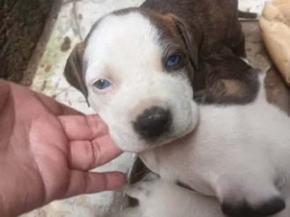 Cachorro raça Pit-Bull idade Abaixo de 2 meses nome Filhote de Pit Bull 