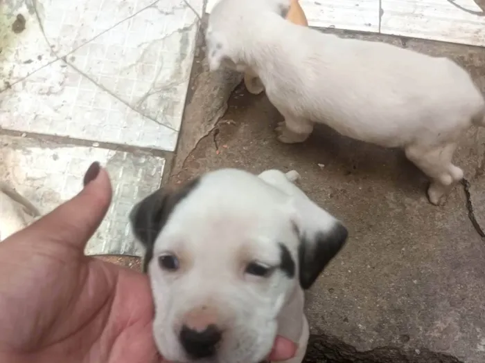 Cachorro ra a Pit-Bull idade Abaixo de 2 meses nome Filhote de Pit Bull 