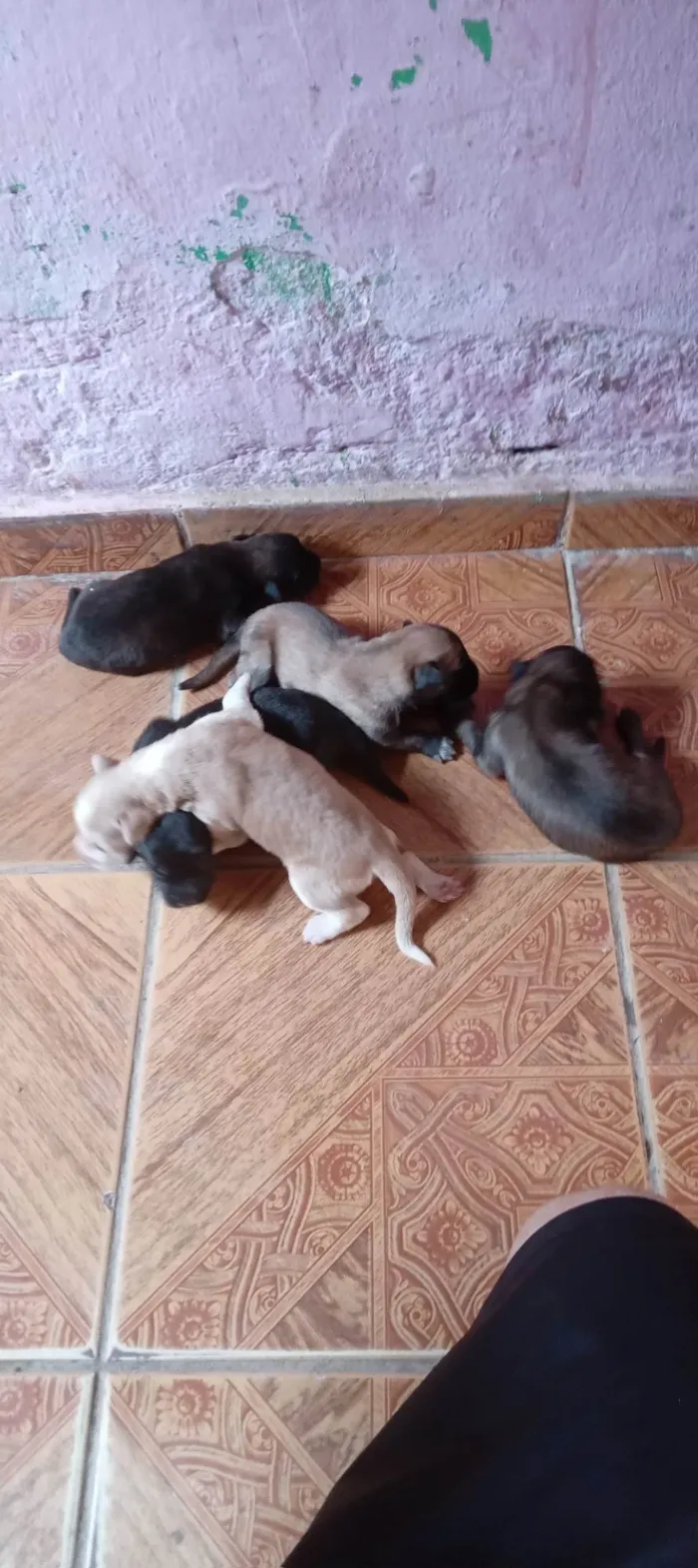 Cachorro ra a Pastor Alemão idade Abaixo de 2 meses nome Filhote de pastor alemao 