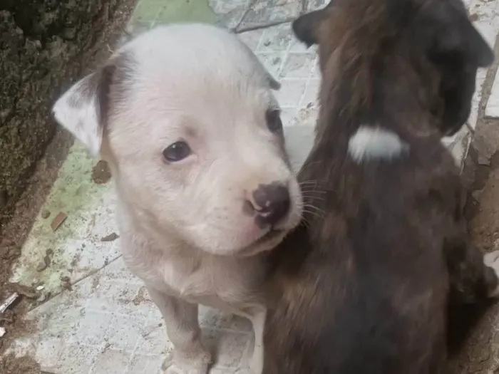 Filhote de Pit Bull 