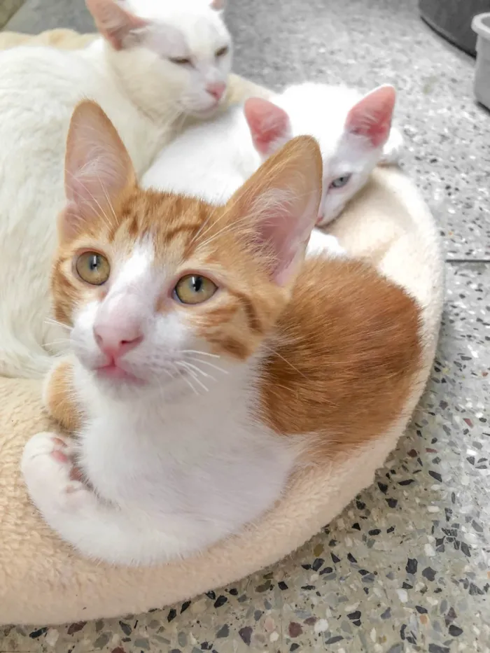 Gato ra a SRD-ViraLata idade 2 a 6 meses nome Rodolfo 