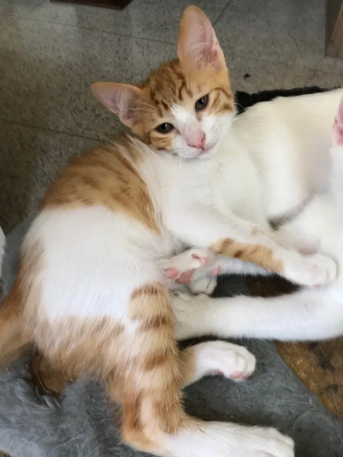 Gato ra a SRD-ViraLata idade 2 a 6 meses nome Rodolfo 