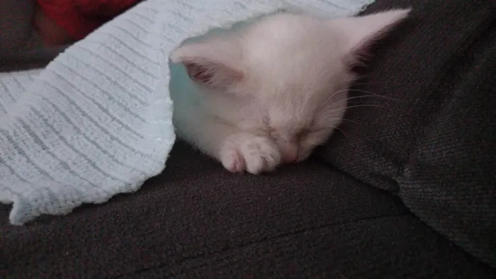 Gato ra a Persa idade 2 a 6 meses nome Theo