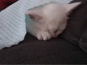 Gato raça Persa idade 2 a 6 meses nome Theo