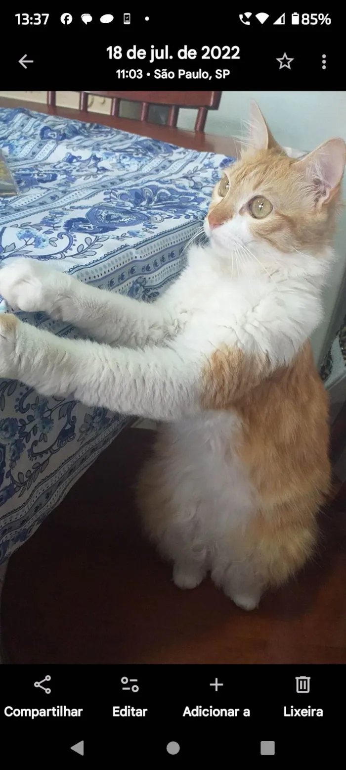 Gato ra a SRD-ViraLata idade 6 ou mais anos nome Hanna 