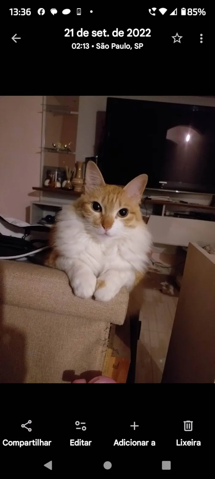 Gato ra a SRD-ViraLata idade 6 ou mais anos nome Hanna 