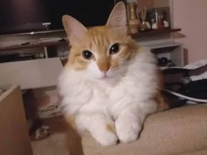 Gato ra a SRD-ViraLata idade 6 ou mais anos nome Hanna 