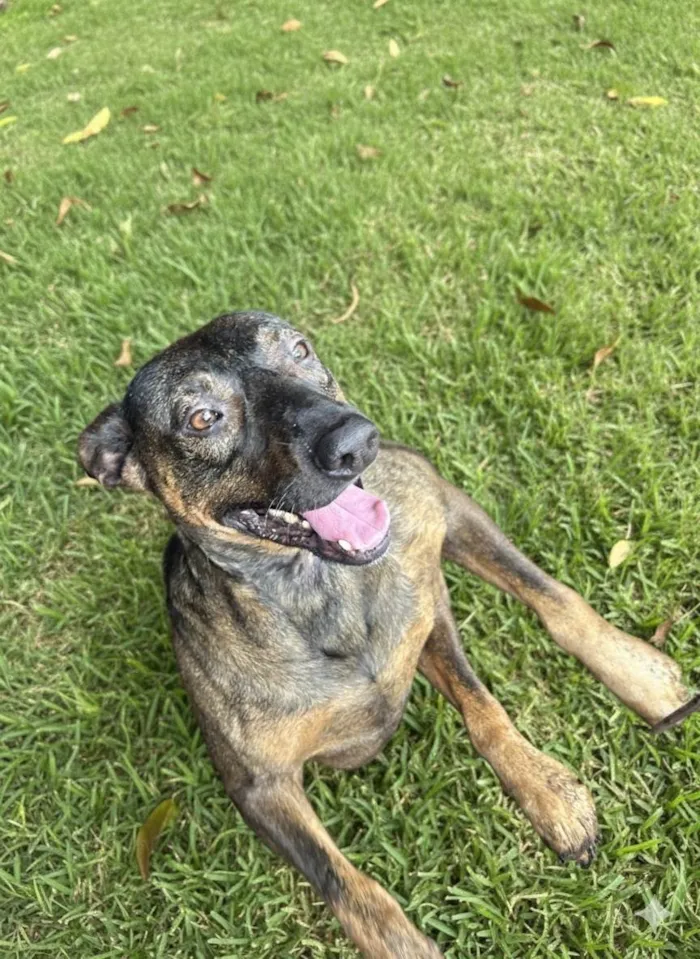 Cachorro ra a SRD-ViraLata idade 2 anos nome Jorge